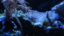 Besatz im Aquarium Flev´s MeWa Tank