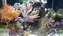 Besatz im Aquarium Fluval Reef M40