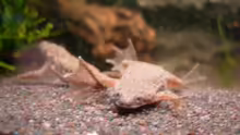 Besatz im Aquarium Frogtopia