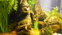Besatz im Aquarium Froschparadies (nur noch Beispiel)
