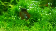 Besatz im Aquarium Gardeners pleasure