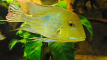 Besatz im Aquarium Geophagus & Co