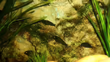 Besatz im Aquarium Grünes Tanganjika