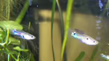 Besatz im Aquarium Guppybach-Paludarium - einheimische Guppies