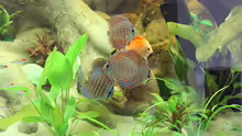 Besatz im Aquarium Home sweet Diskushome (aufgelöst)