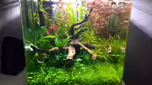 Besatz im Aquarium i love leaves !