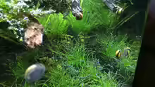 Besatz im Aquarium i love leaves !
