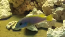 Besatz im Aquarium Juwel Trigon 350 Eck Aq