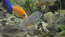 Besatz im Aquarium Little Malawi-Bay