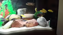 Besatz im Aquarium Malawi 200 Liter