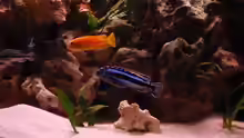 Besatz im Aquarium Malawi Becken 450
