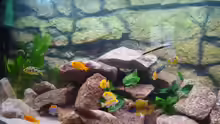 Besatz im Aquarium Malawi Becken Juwel