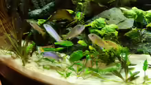 Besatz im Aquarium Malawi Juwel Trigon 350