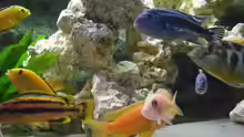 Besatz im Aquarium malawi.mario 450l Becken