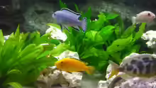 Besatz im Aquarium malawi.mario 450l Becken