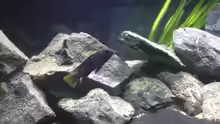 Besatz im Aquarium Malawi (nur noch als Beispiel)