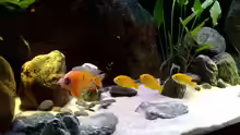 Besatz im Aquarium Malawi TV (nur noch als Beispiel)