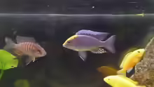 Besatz im Aquarium Malawi TV (nur noch als Beispiel)