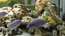 Besatz im Aquarium Malawi-Zone
