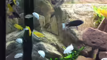 Besatz im Aquarium Malawi