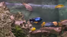 Besatz im Aquarium Malawi