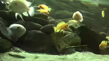 Besatz im Aquarium Malawibecken