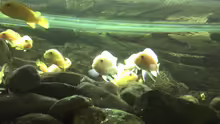 Besatz im Aquarium Malawibecken