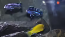Besatz im Aquarium Malawidream