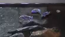 Besatz im Aquarium Malawidream