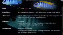 Besatz im Aquarium Mbuna Becken (nur noch als Beispiel)
