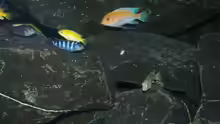 Besatz im Aquarium Mbuna meets Basalt