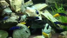 Besatz im Aquarium Mbuna Rocks