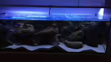 Besatz im Aquarium Mbuna Rocks(becken wurde aufgelöst)
