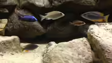 Besatz im Aquarium Micha´s Malawi Tank (Nur noch als Beispiel)