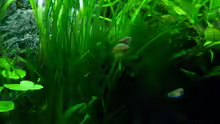 Besatz im Aquarium Micro-Dschungel