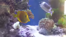 Besatz im Aquarium minireef