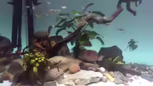 Besatz im Aquarium Mittelamerika / Aquascape