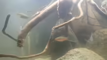 Besatz im Aquarium Mittelamerika Ecke