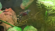 Besatz im Aquarium My beautiful P. pulcher