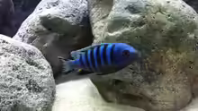 Besatz im Aquarium neue Malawipfütze