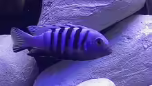Besatz im Aquarium Ostafrika/Felslitoral