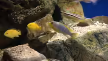 Besatz im Aquarium pakati pa miyala