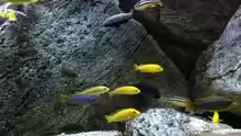 Besatz im Aquarium pakati pa miyala