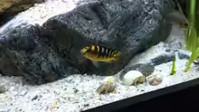 Besatz im Aquarium pakati pa miyala