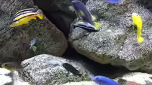 Besatz im Aquarium pakati pa miyala