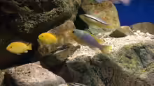 Besatz im Aquarium pakati pa miyala