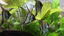 Besatz im Aquarium Peruaner ( nur noch als Beispiel )