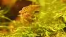Besatz im Aquarium Pinselalge - aufgelöst -