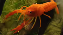 Besatz im Aquarium Procambarus Clarkii (nur noch als Beispiel)