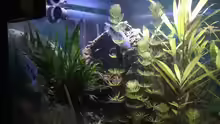 Besatz im Aquarium Rio400 SL (ScapingLight)